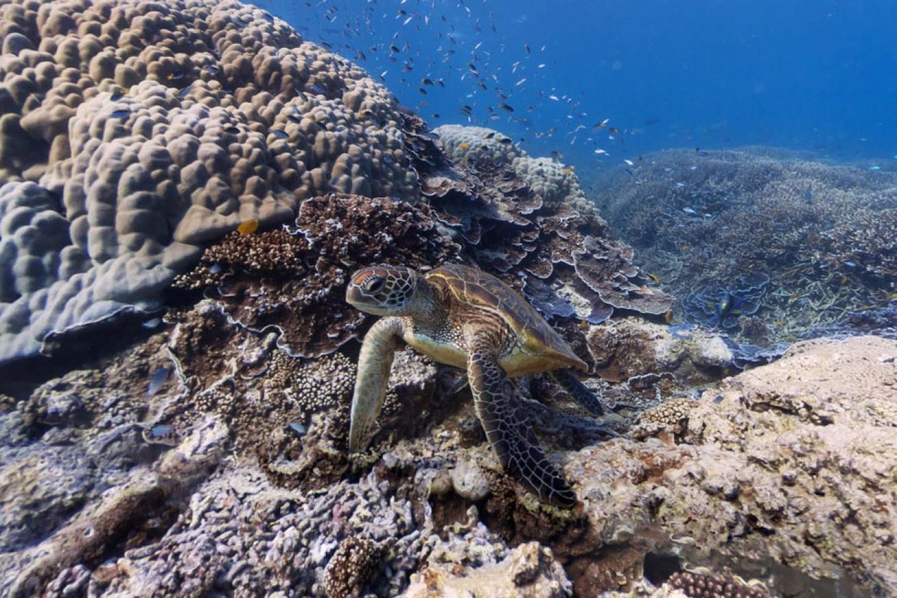 Turtle on the Great Barrier Reef