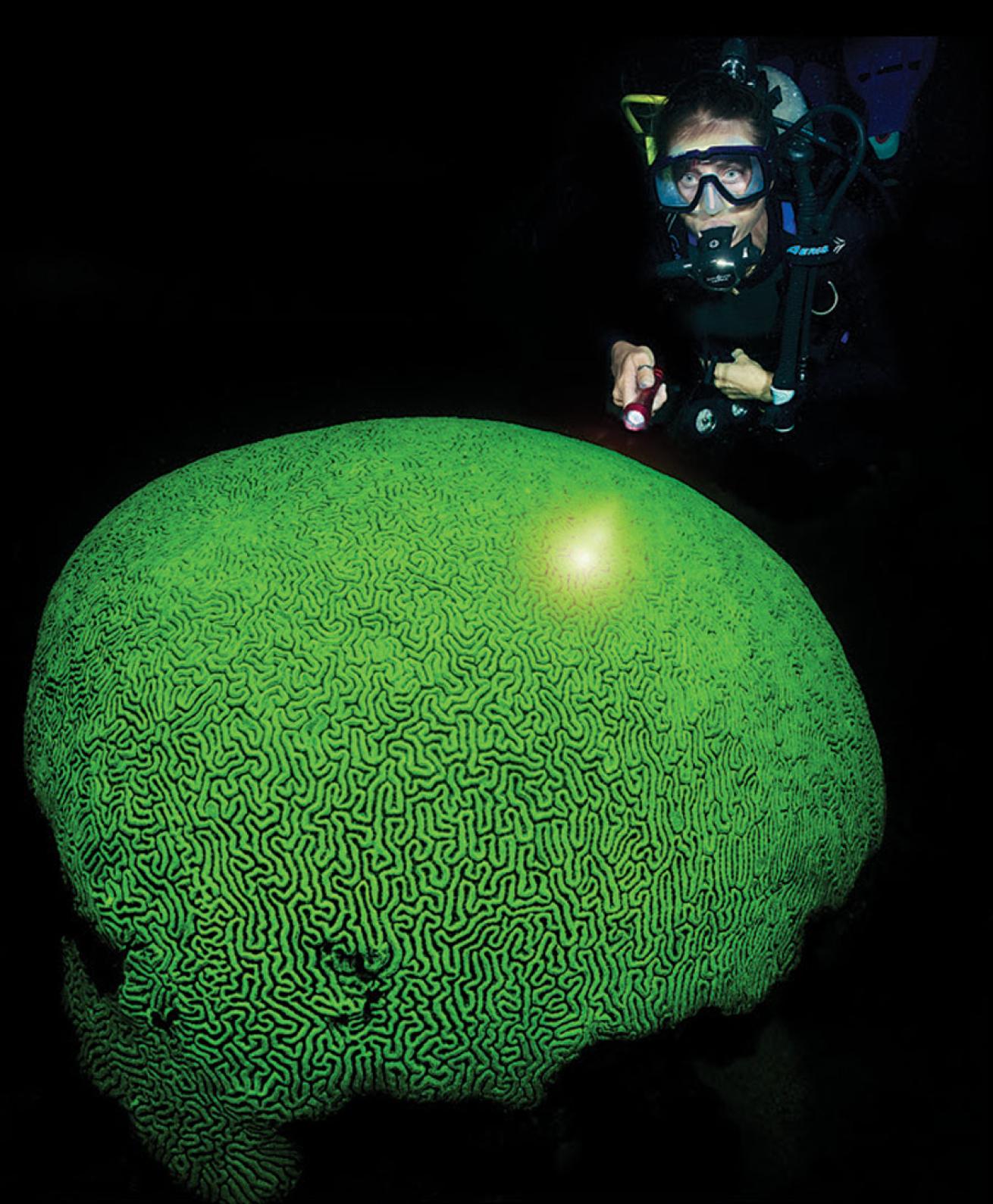 scuba diving curacao
