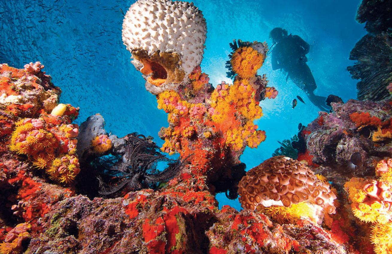 scuba diving australia