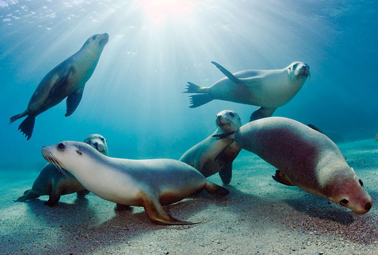 scuba diving australia
