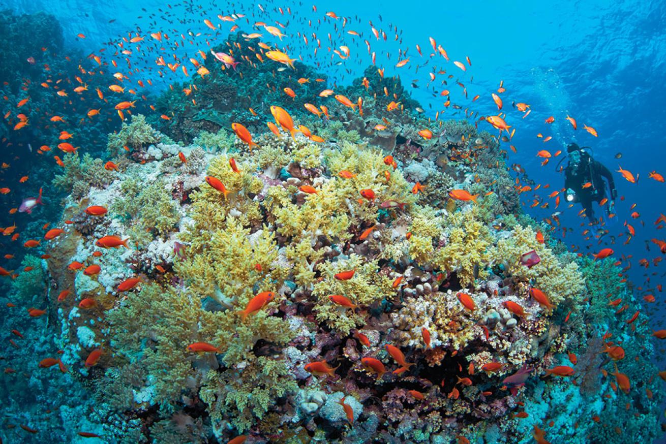 scuba diving red sea