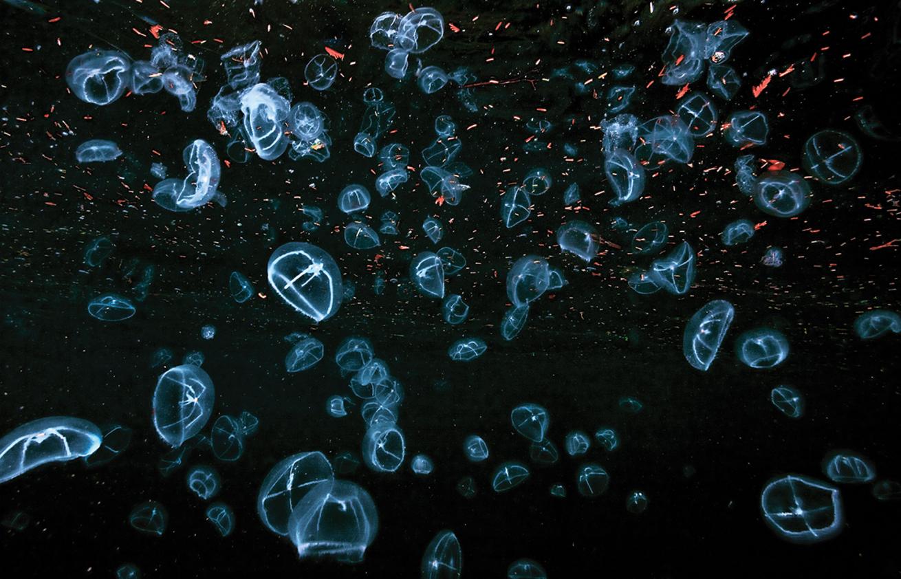 scuba diving british columbia