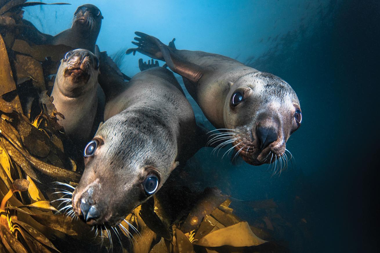 scuba diving british columbia
