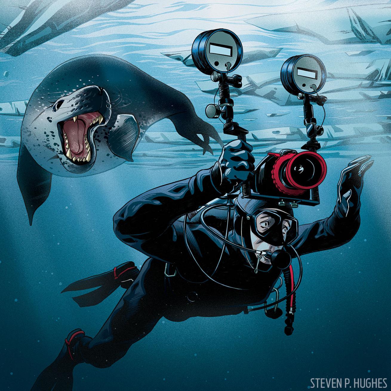 Illustration of leopard seal chasing scuba diver.