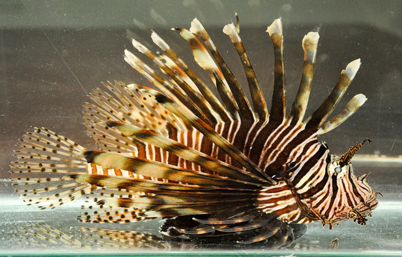 lionfish awareness removal invasive species 