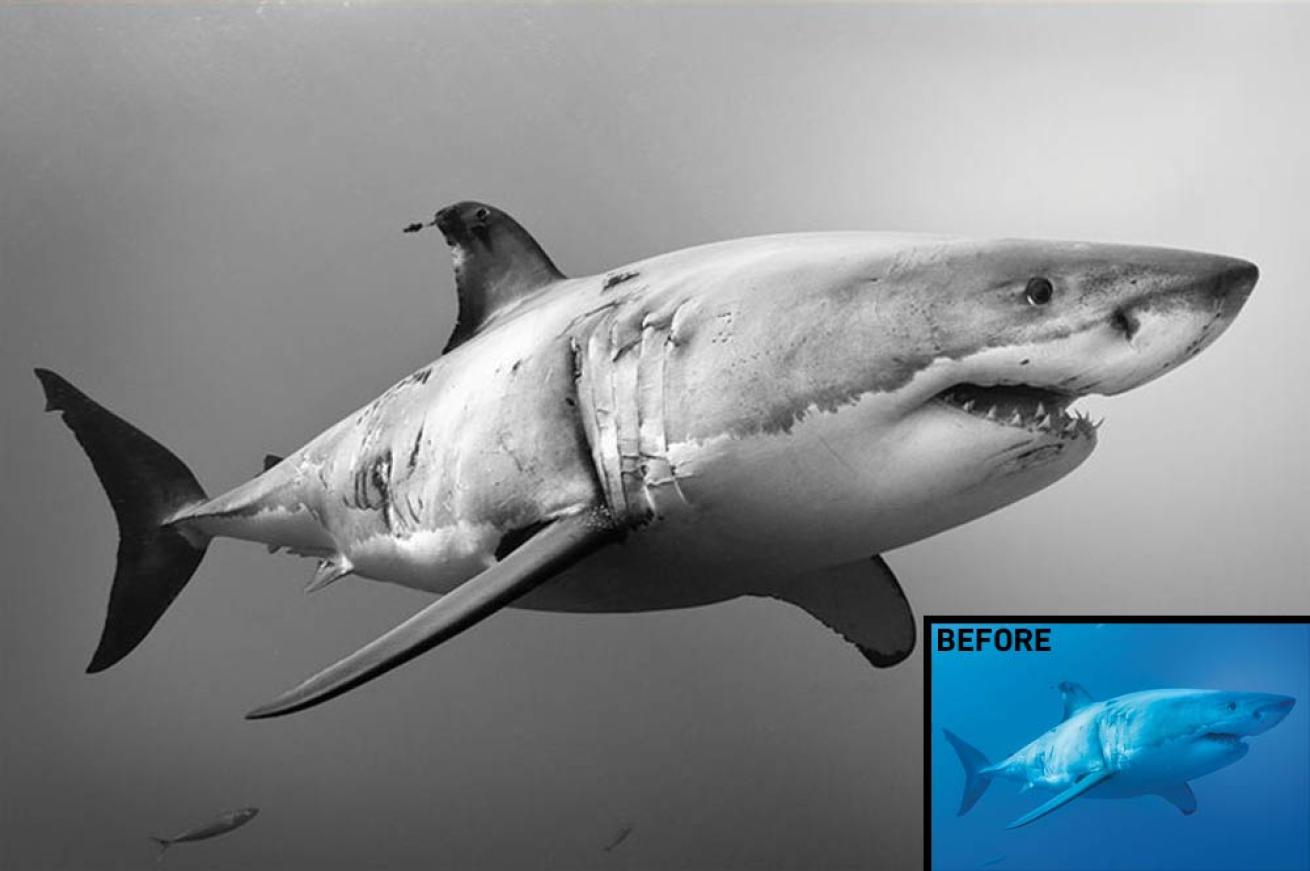 How to edit shark photos with lightroom photoshop tutorial how to