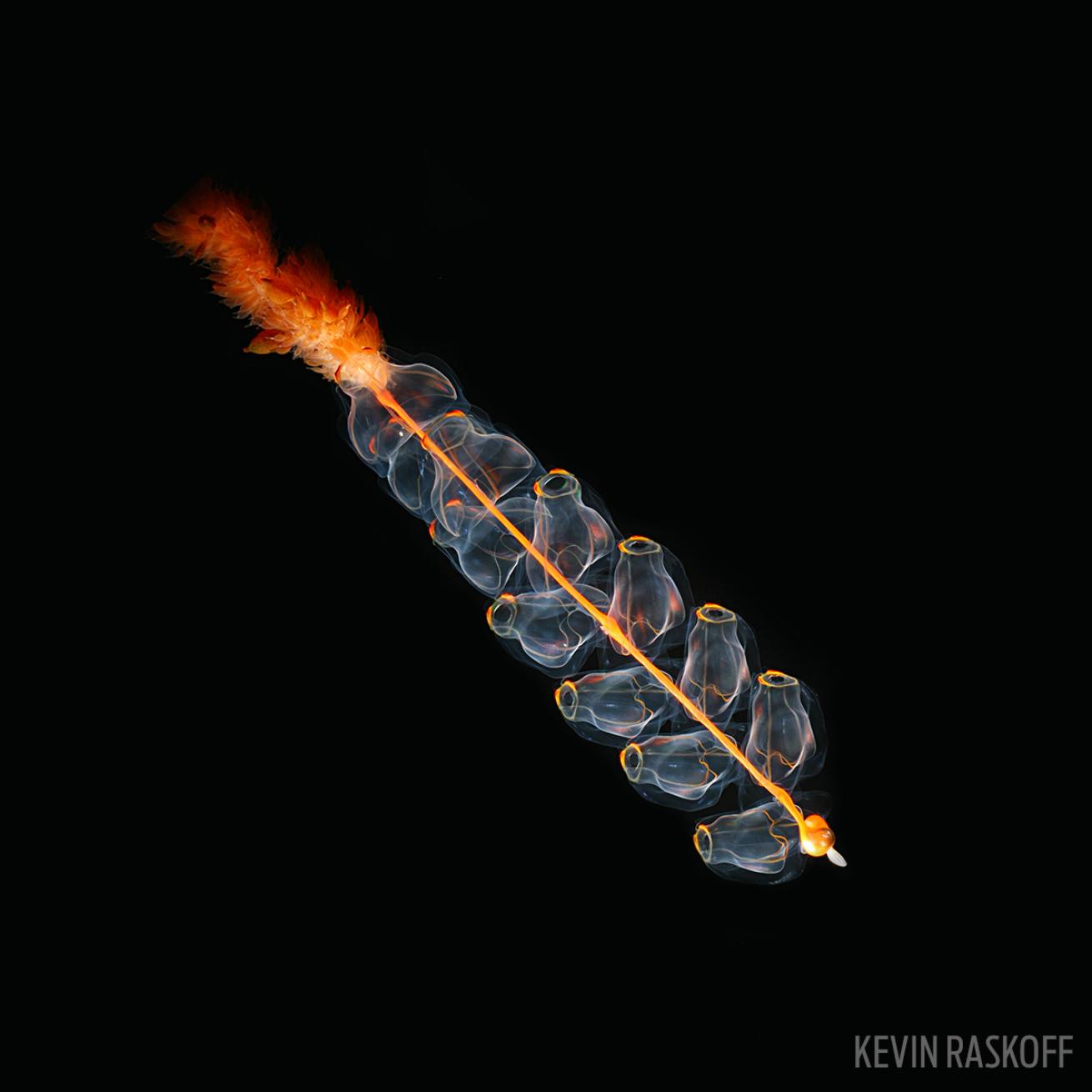 siphonophores night diving