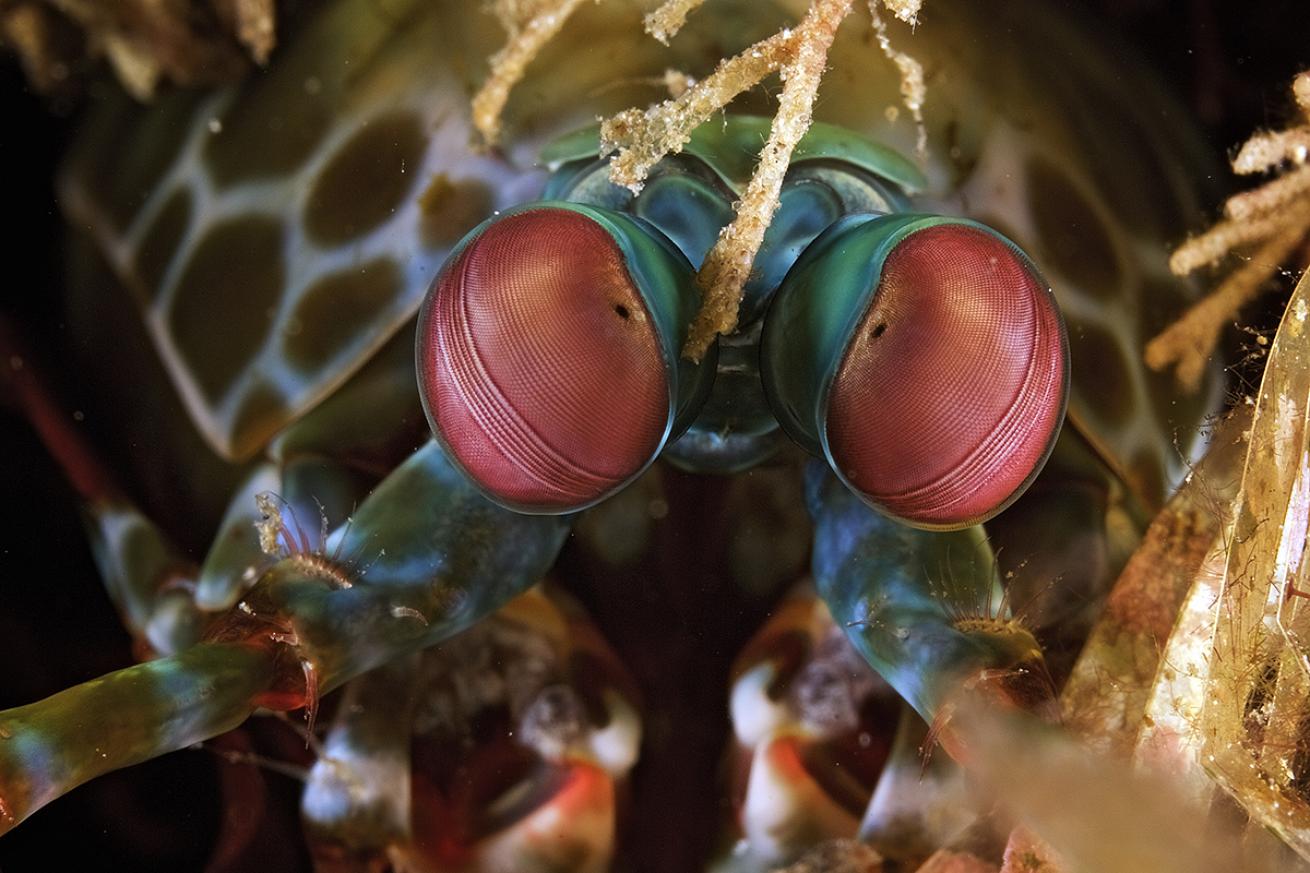 Mantis Shrimp Underwater Photo Indonesia Macro Diving