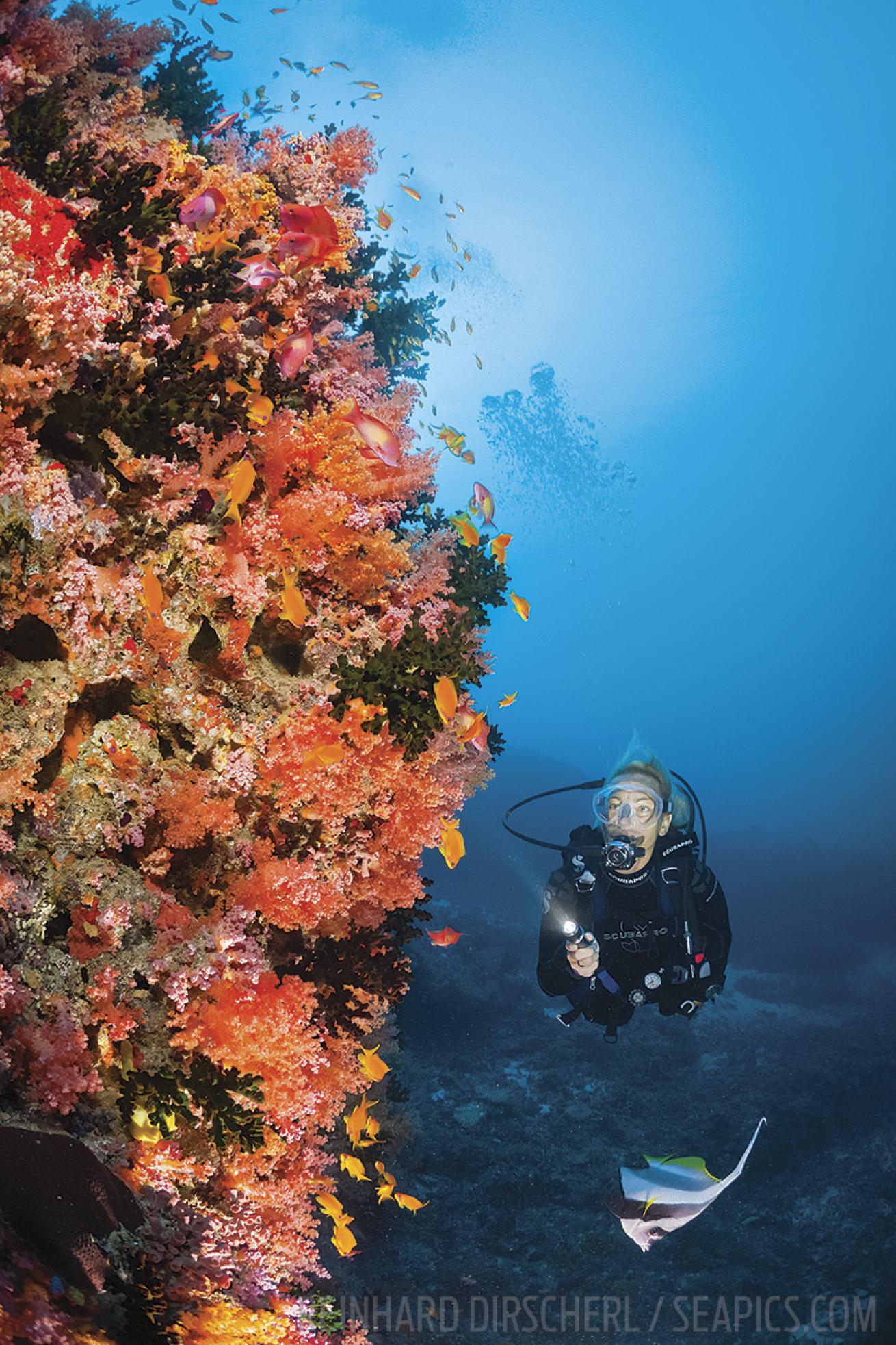 scuba diving coral reef liveaboard maldives