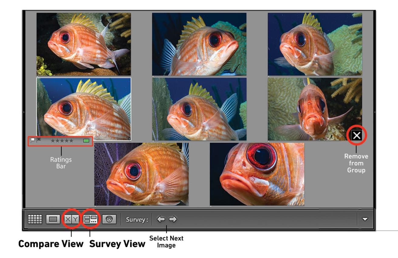 Adobe Lightroom Tutorial: How To Compare And Survey Photos