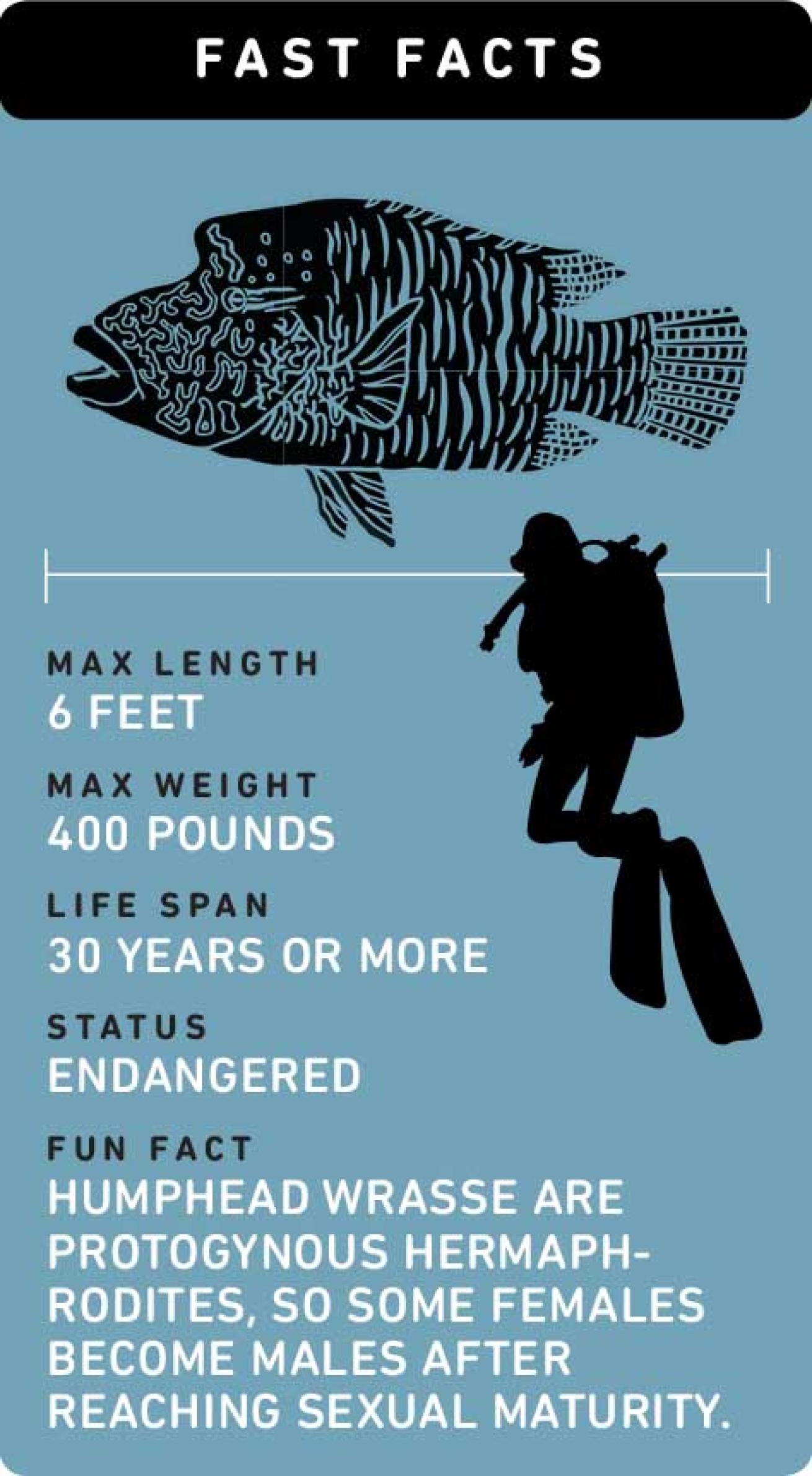 Fast facts about humphead (Napoleon) wrasse