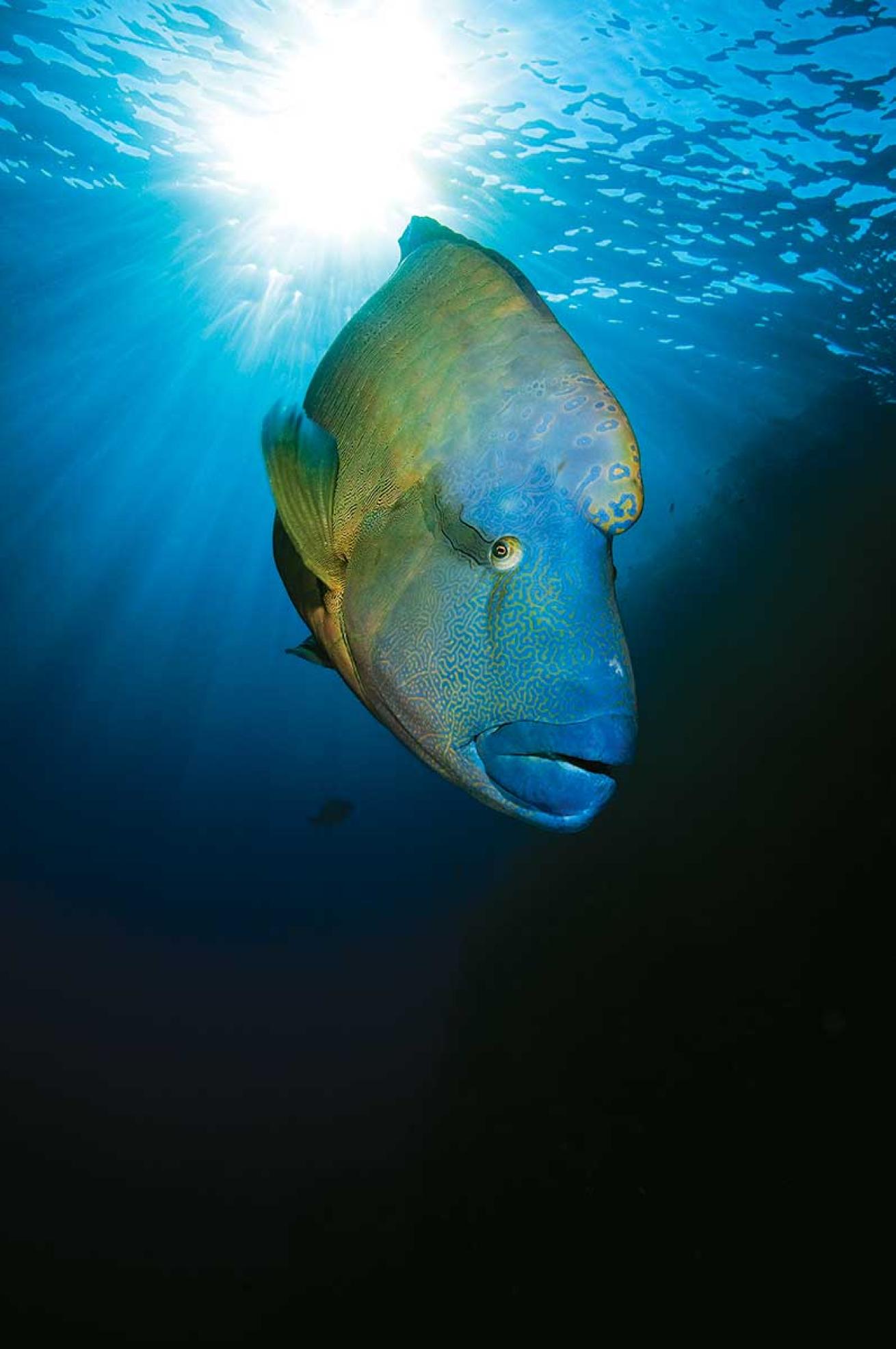 Scuba Diving with Humphead (Napoleon) Wrasse in Palau