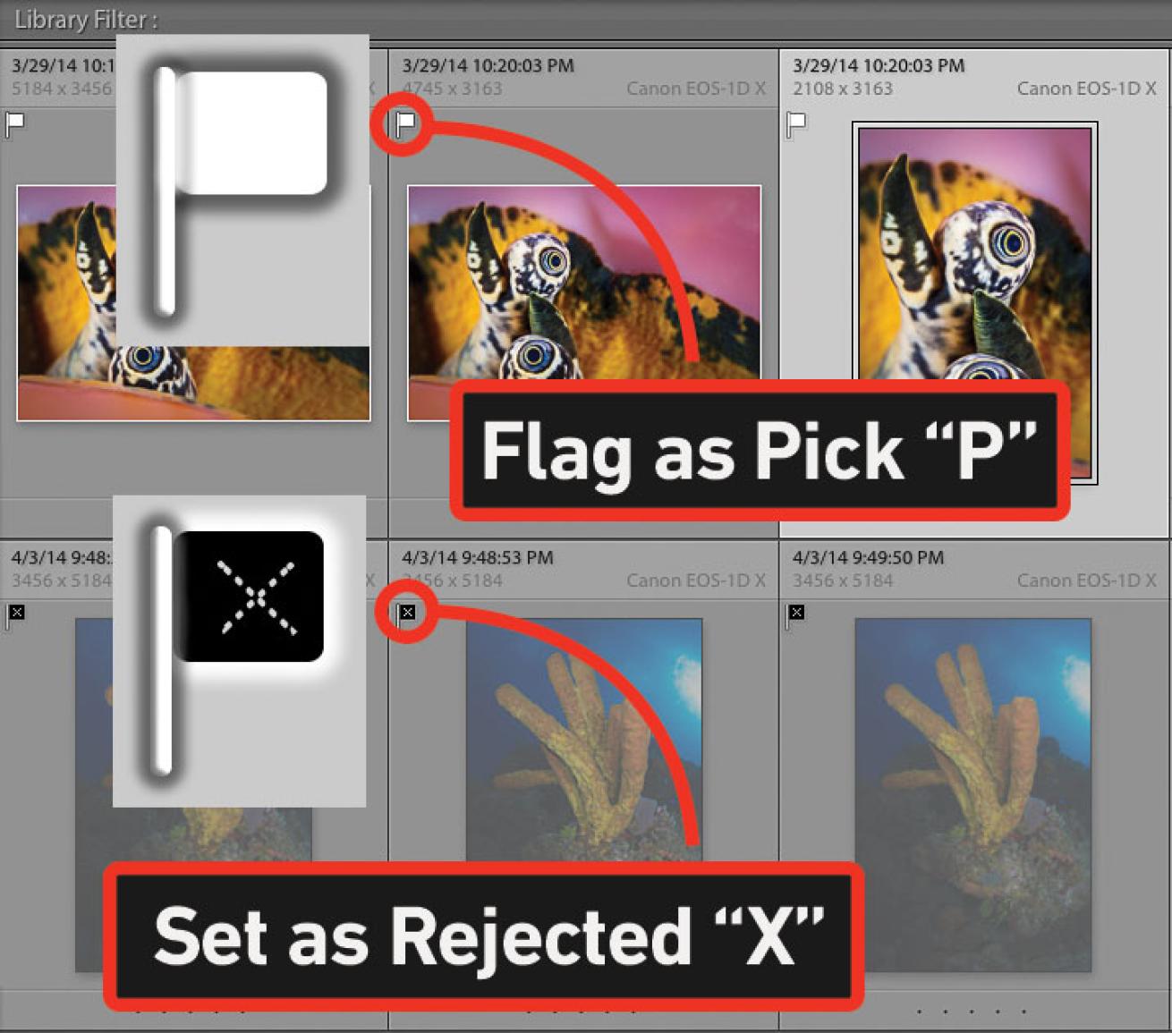 Adobe Lightroom Tutorial: Flagging and Rejecting Photos