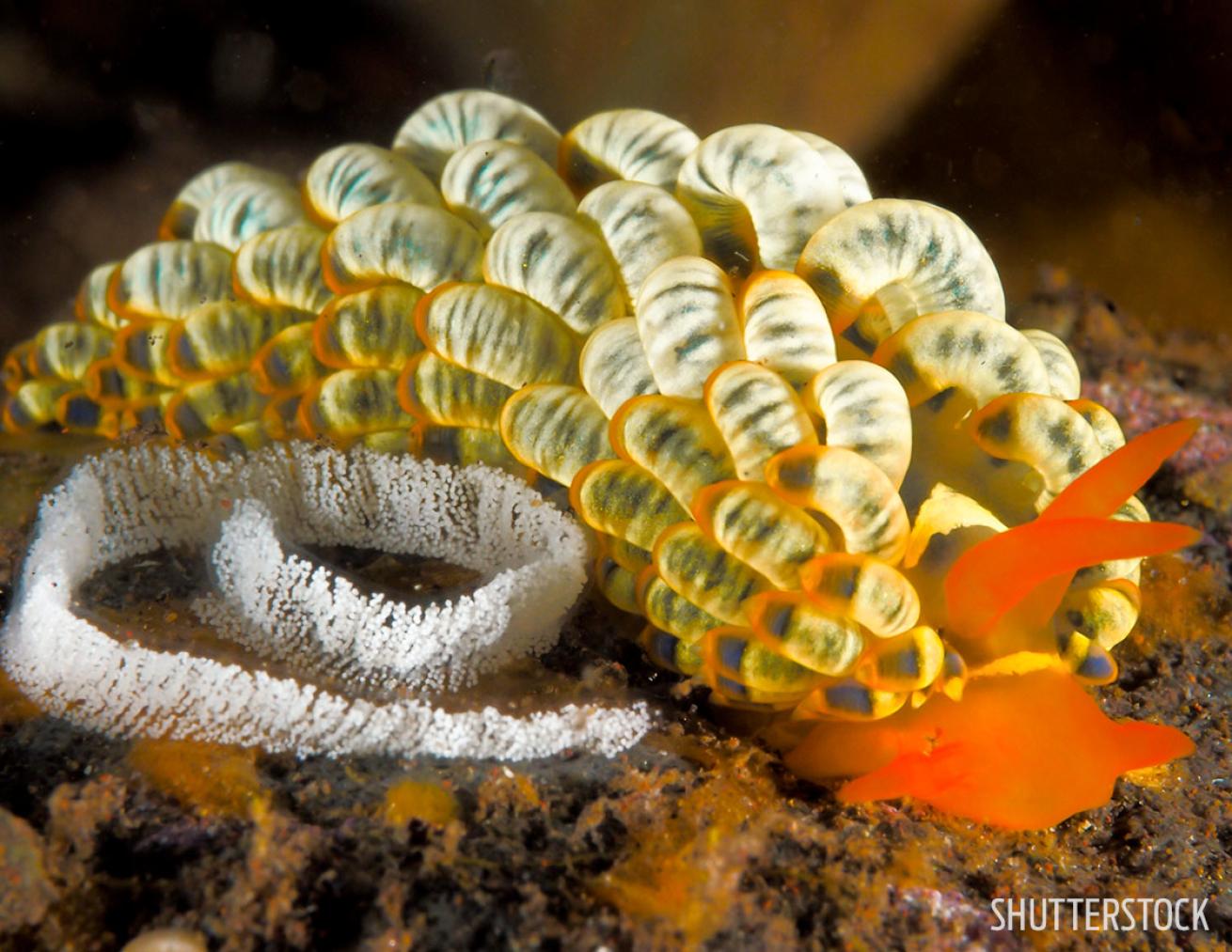 Nudibranch Marine Life Diving Tips