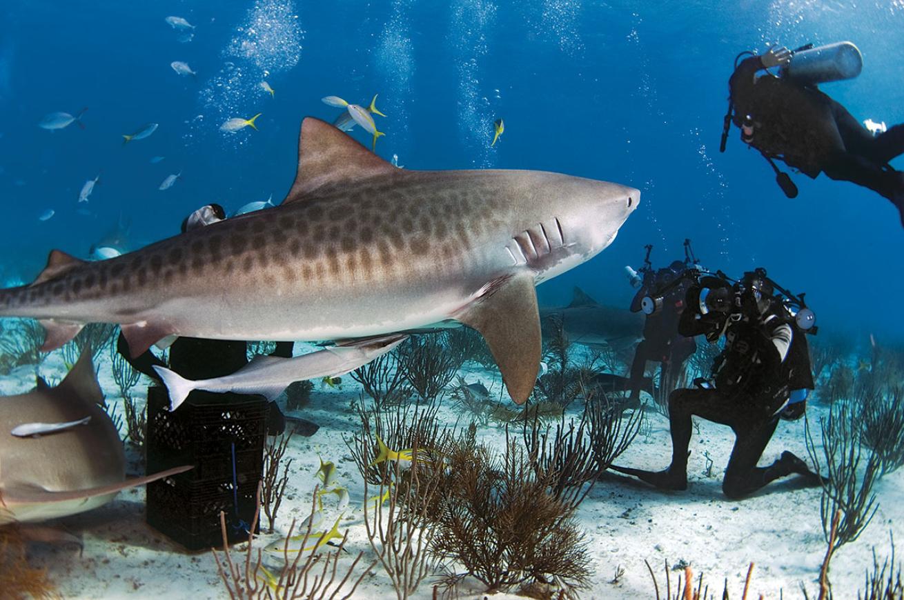 Divers underwater with tiger sharks