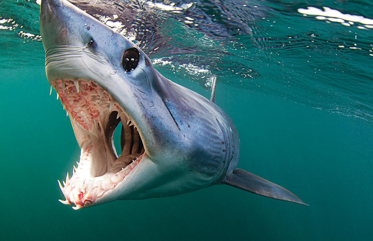 A close up of a mako shark