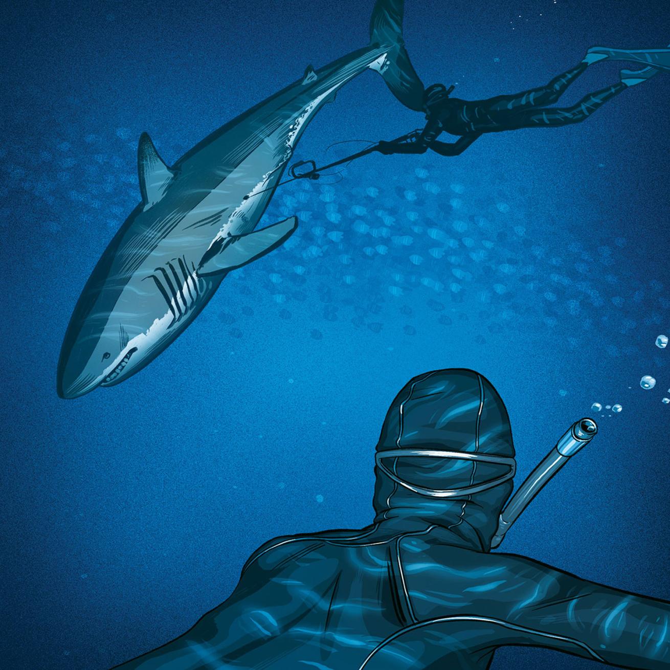 Illustration of free divers tagging a shark.