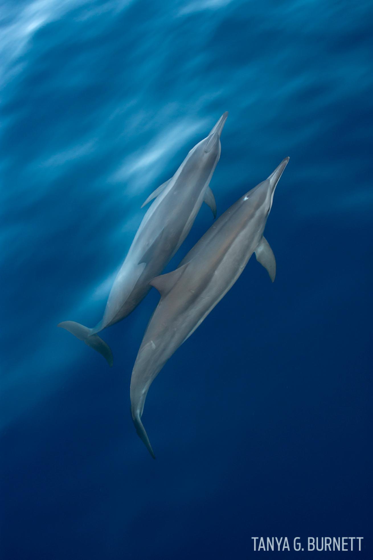 Spinner dolphins underwater photography marquesas