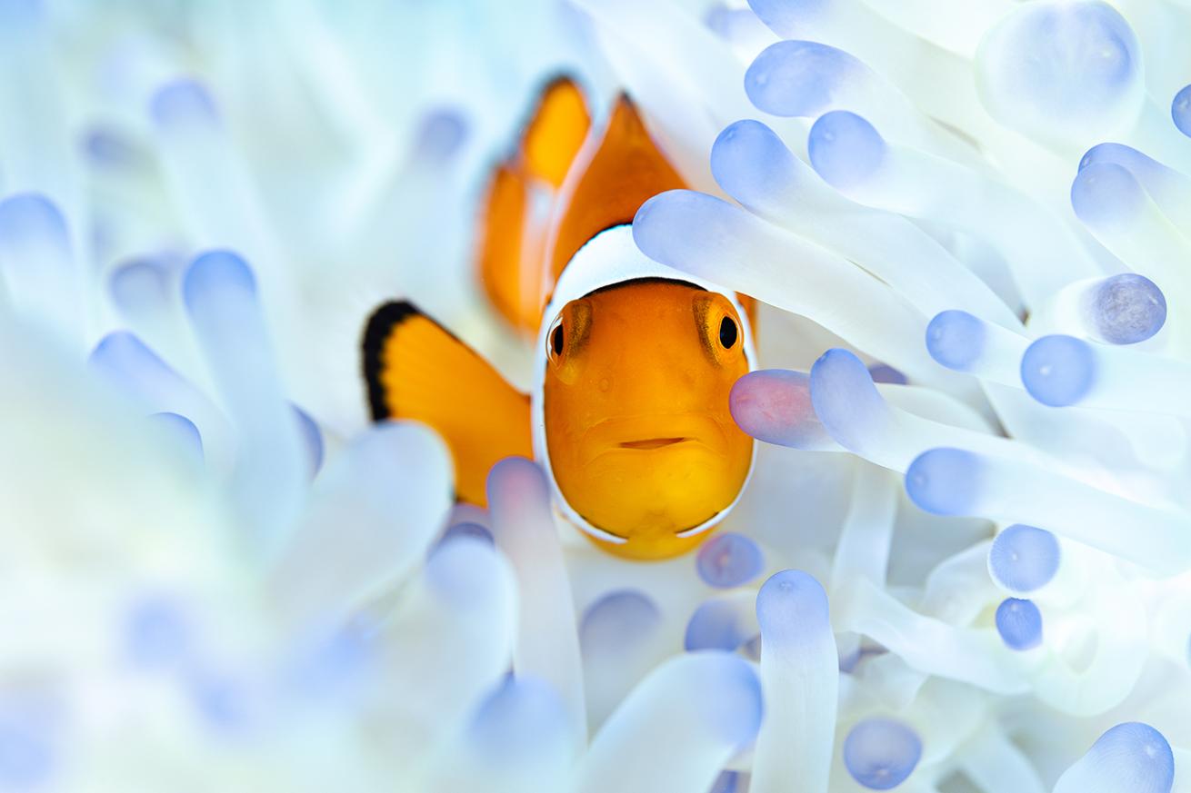 A clown fish living amongst the tentacles of its bleached anemone home.