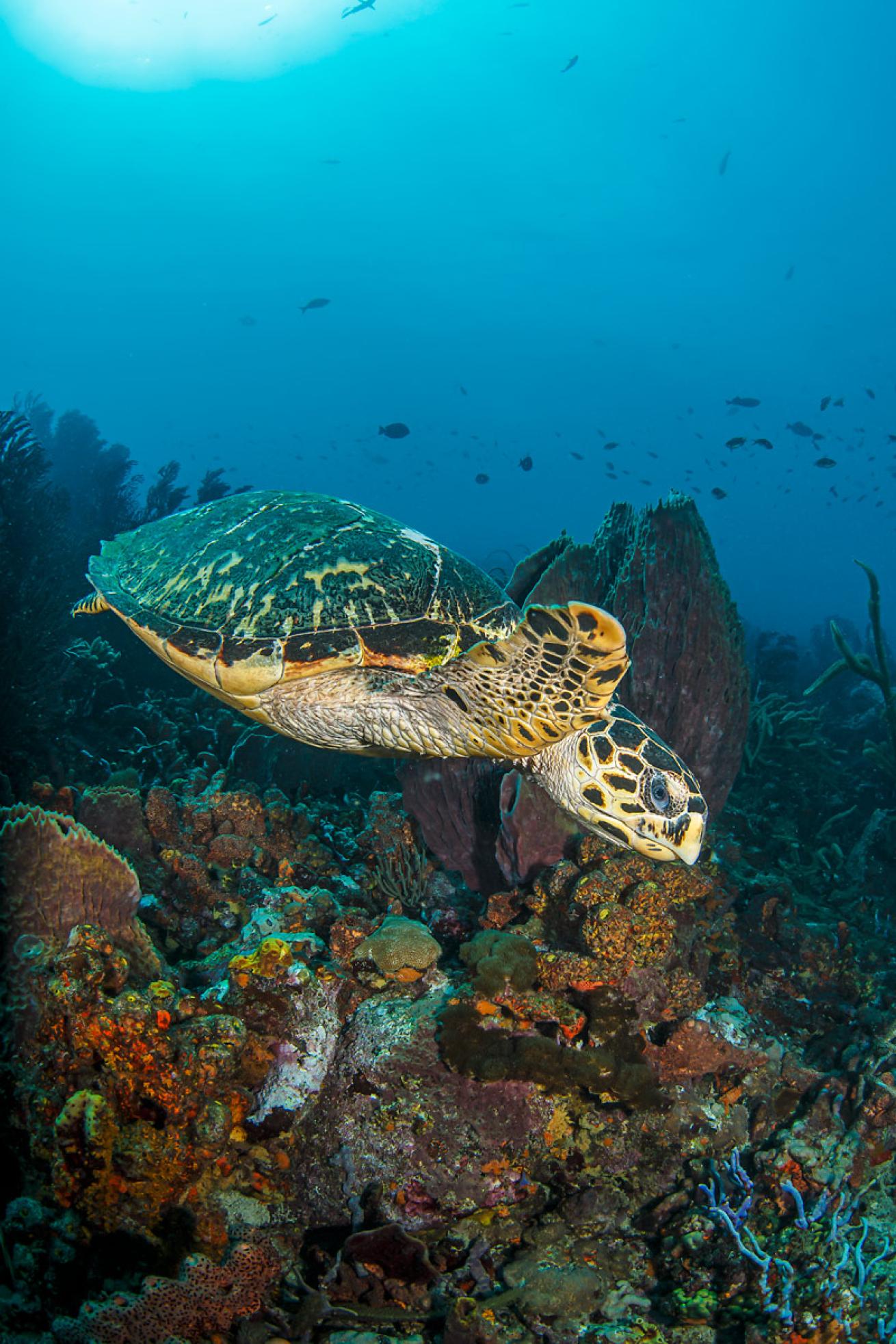 A hawksbill turtle passes through the dive site Coral Gardens.