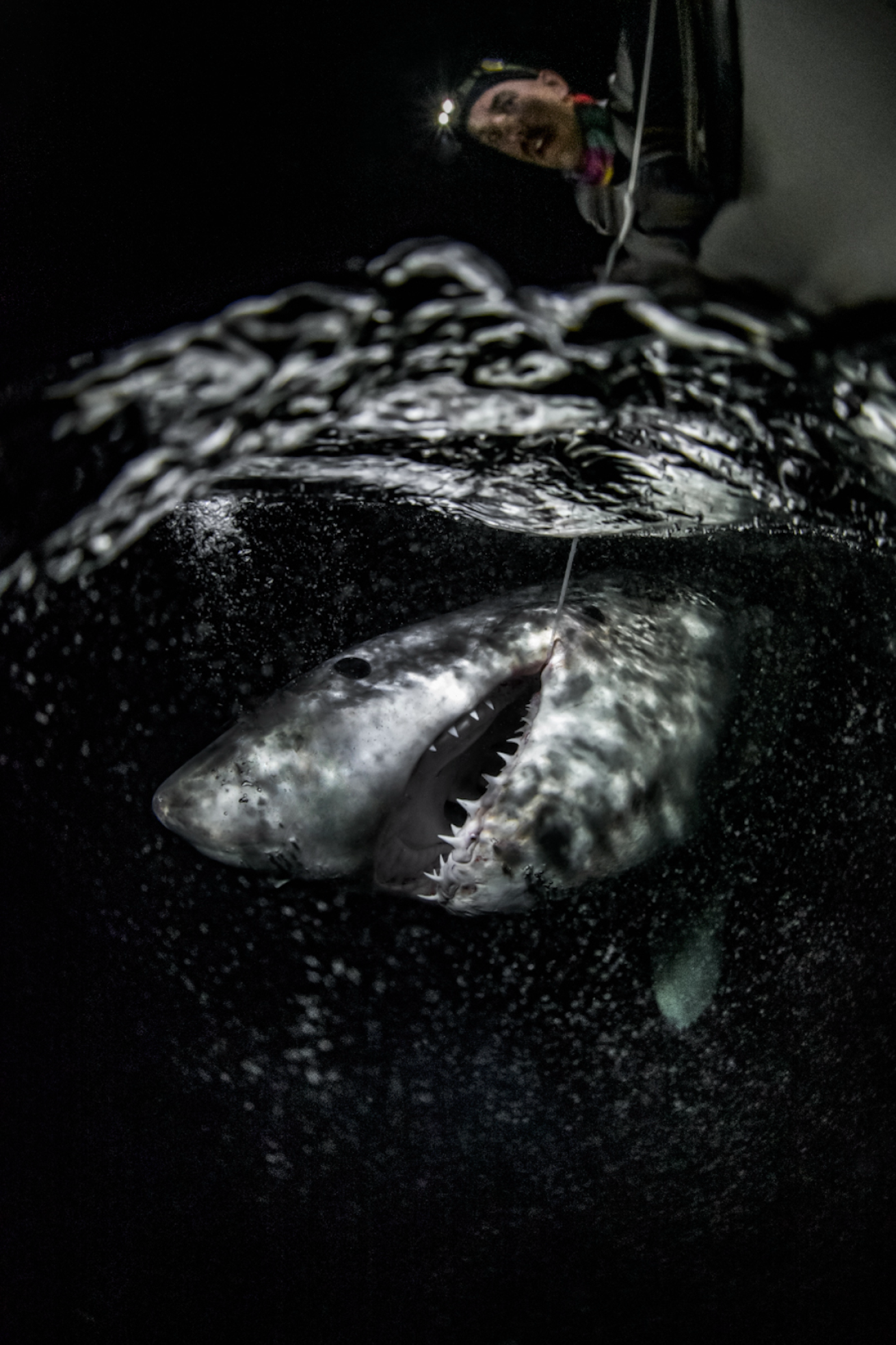 image of great white shark being tagged in florida