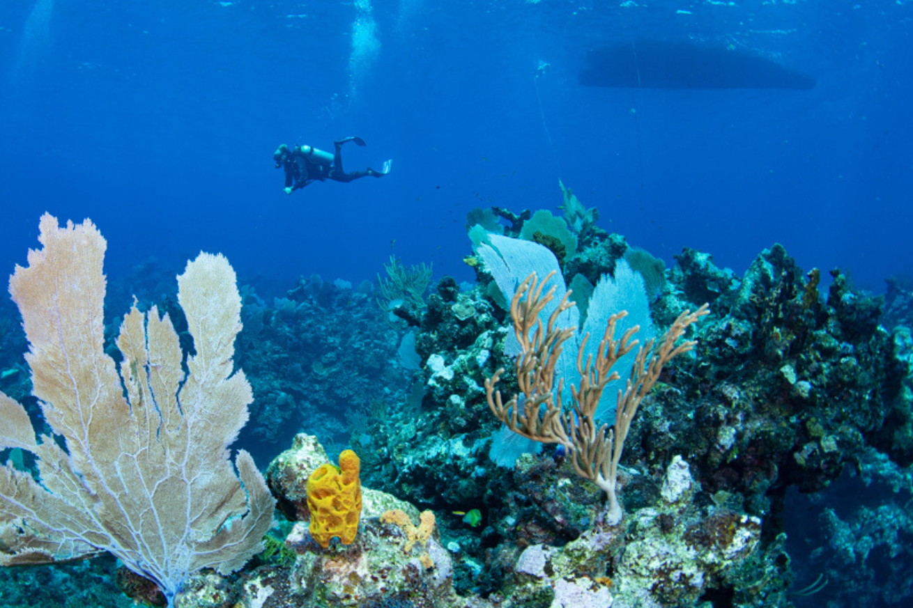 A scuba diver swimming in the ocean