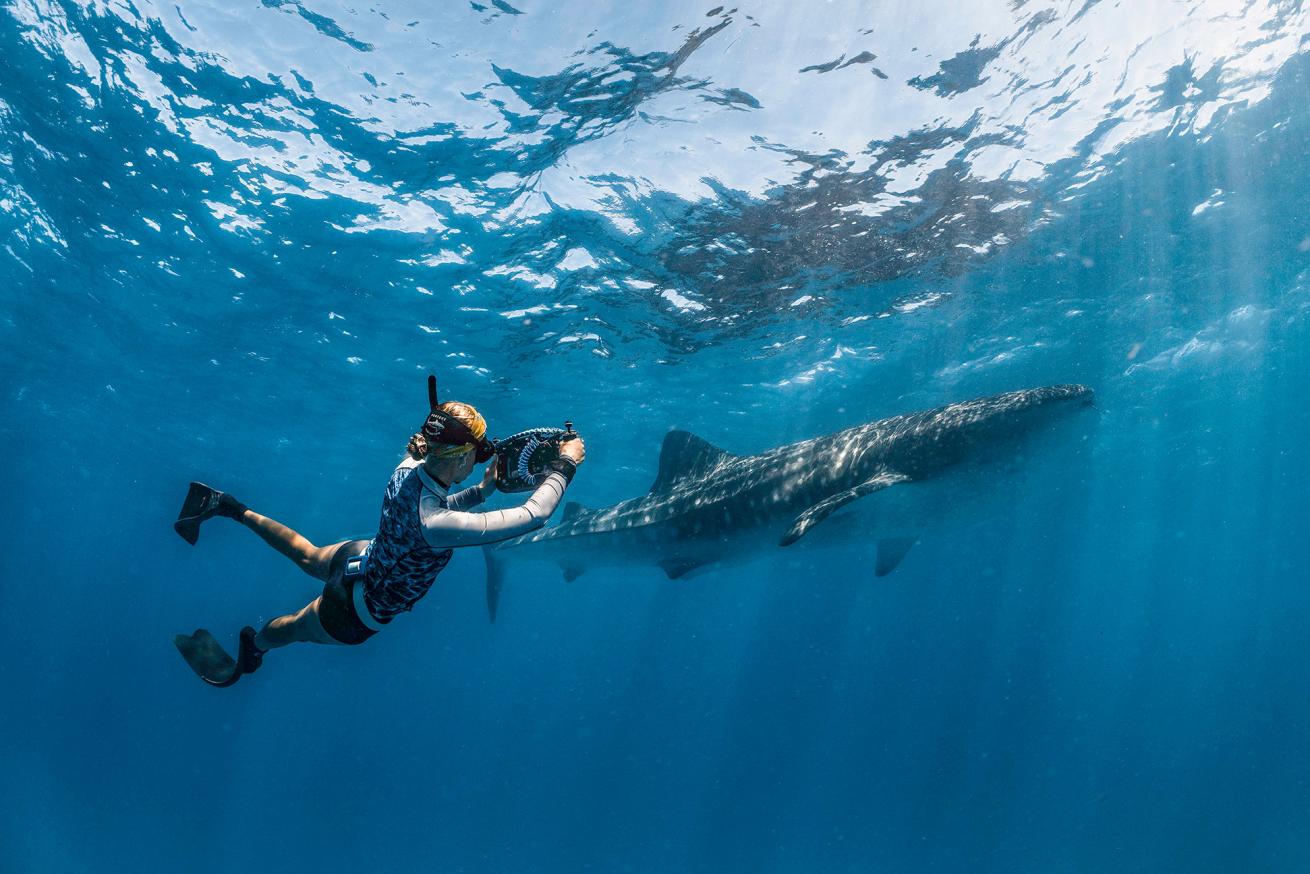 Brooke Pyke swimming alongside a whale shark on the Ningaloo Reef