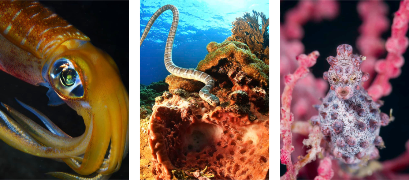 A collage of different sea animals