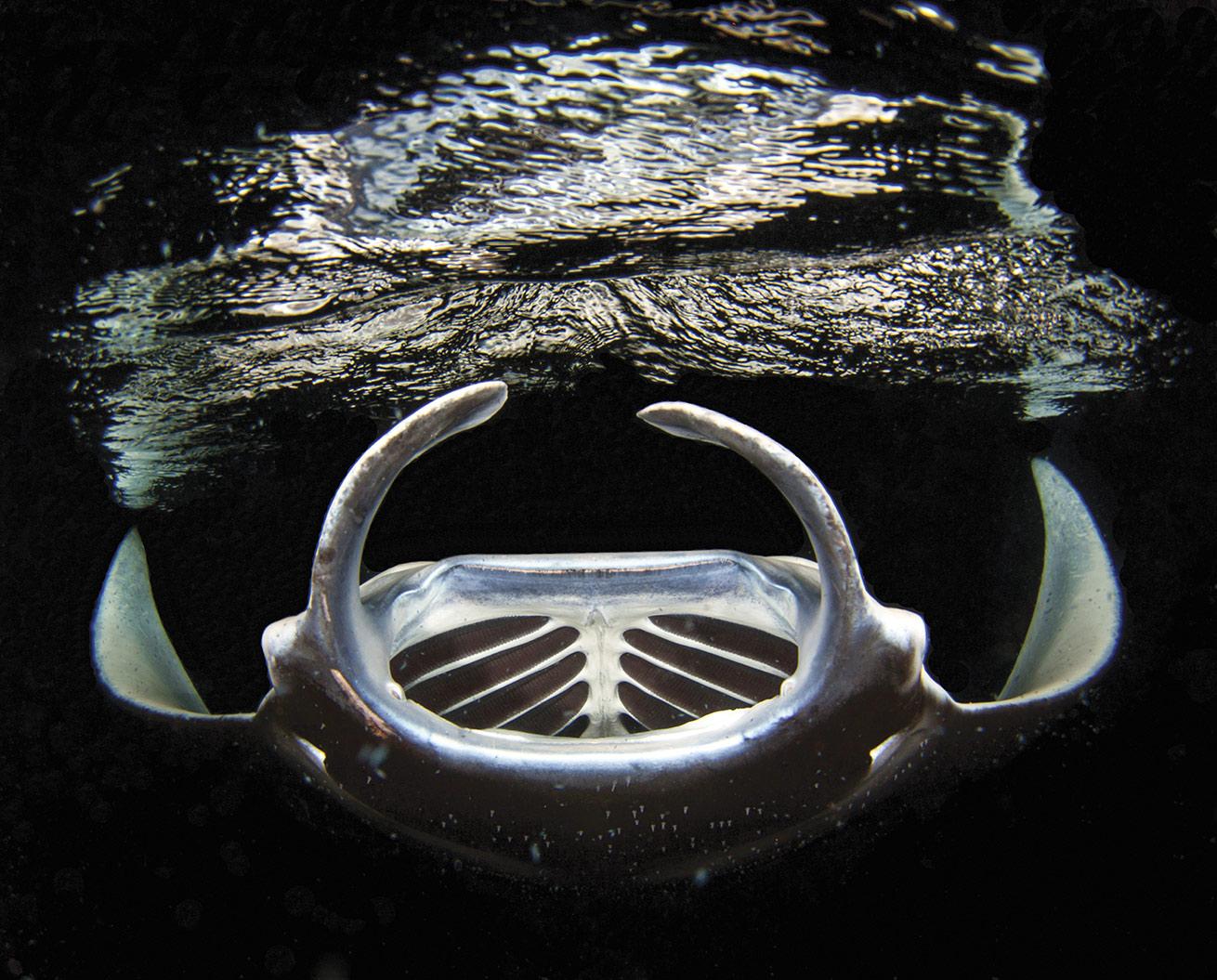 Manta ray at night in Kona Hawaii