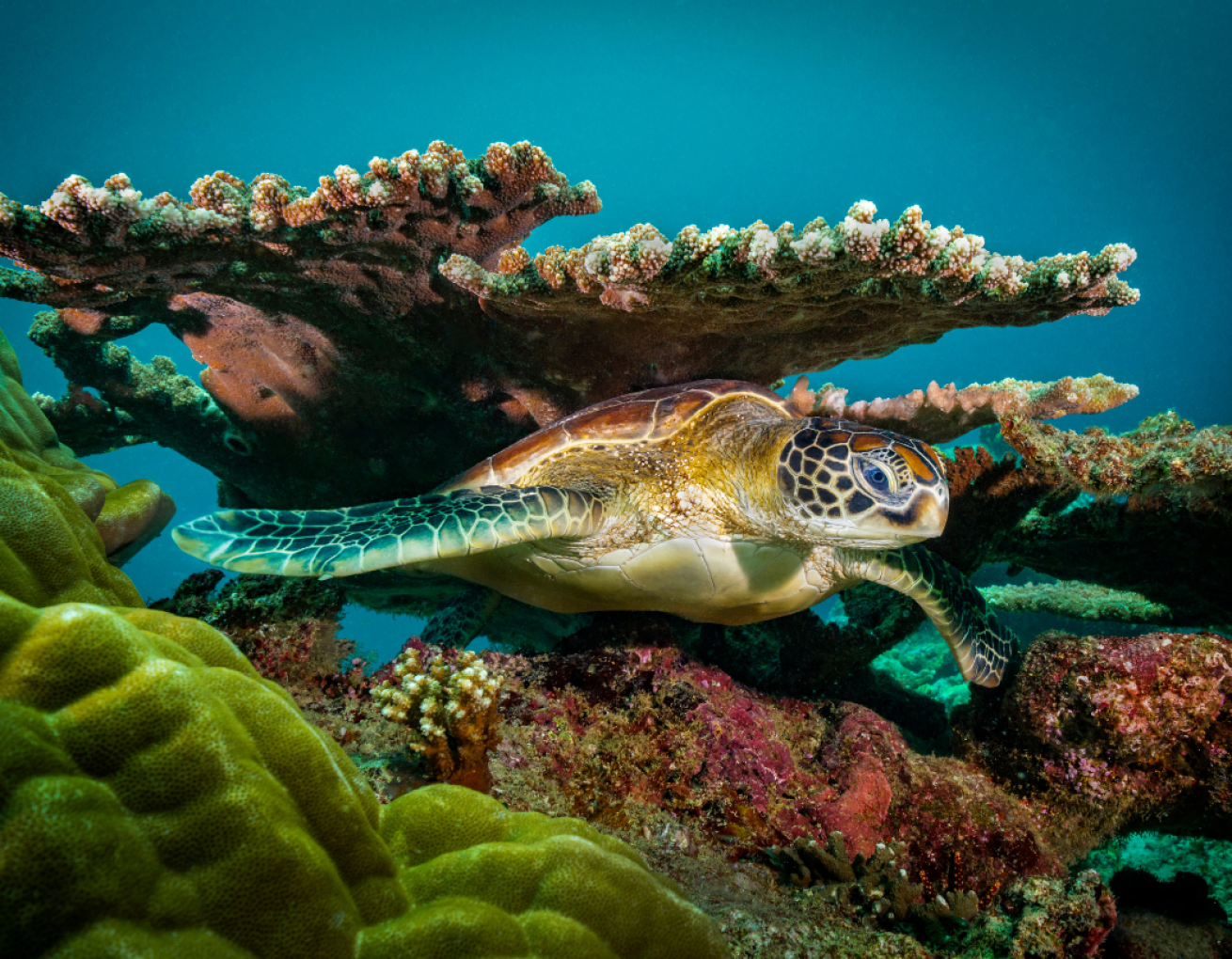 Sea turtle swimming through coral in the ocean.