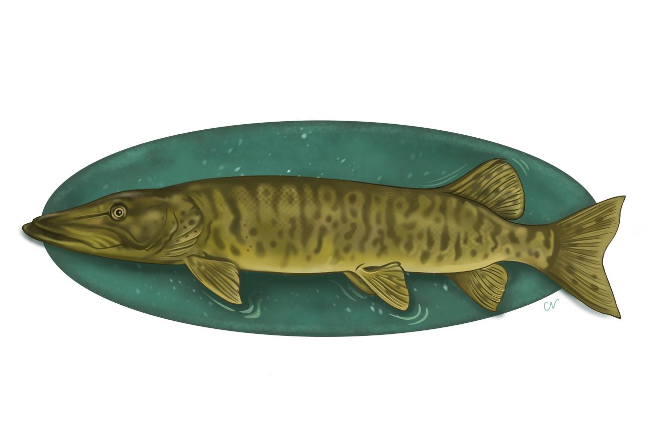 illustration of a Muskellunge