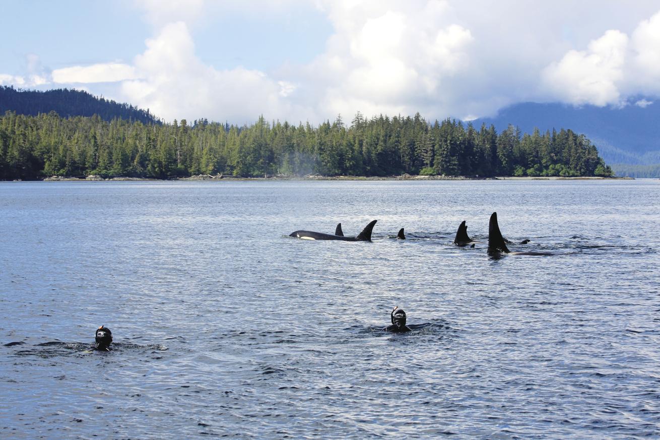 Snorkelers encounter a pod of orcas