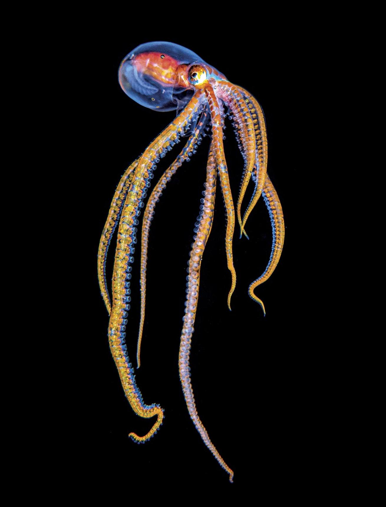 An octopus poses on a blackwater dive, mesmerizing colors on full display.