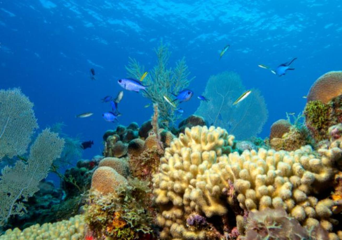 A coral reef with fish and corals