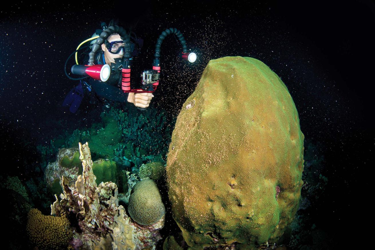 A diver takes in the
show during a boulder star coral
spawning event in Bonaire.