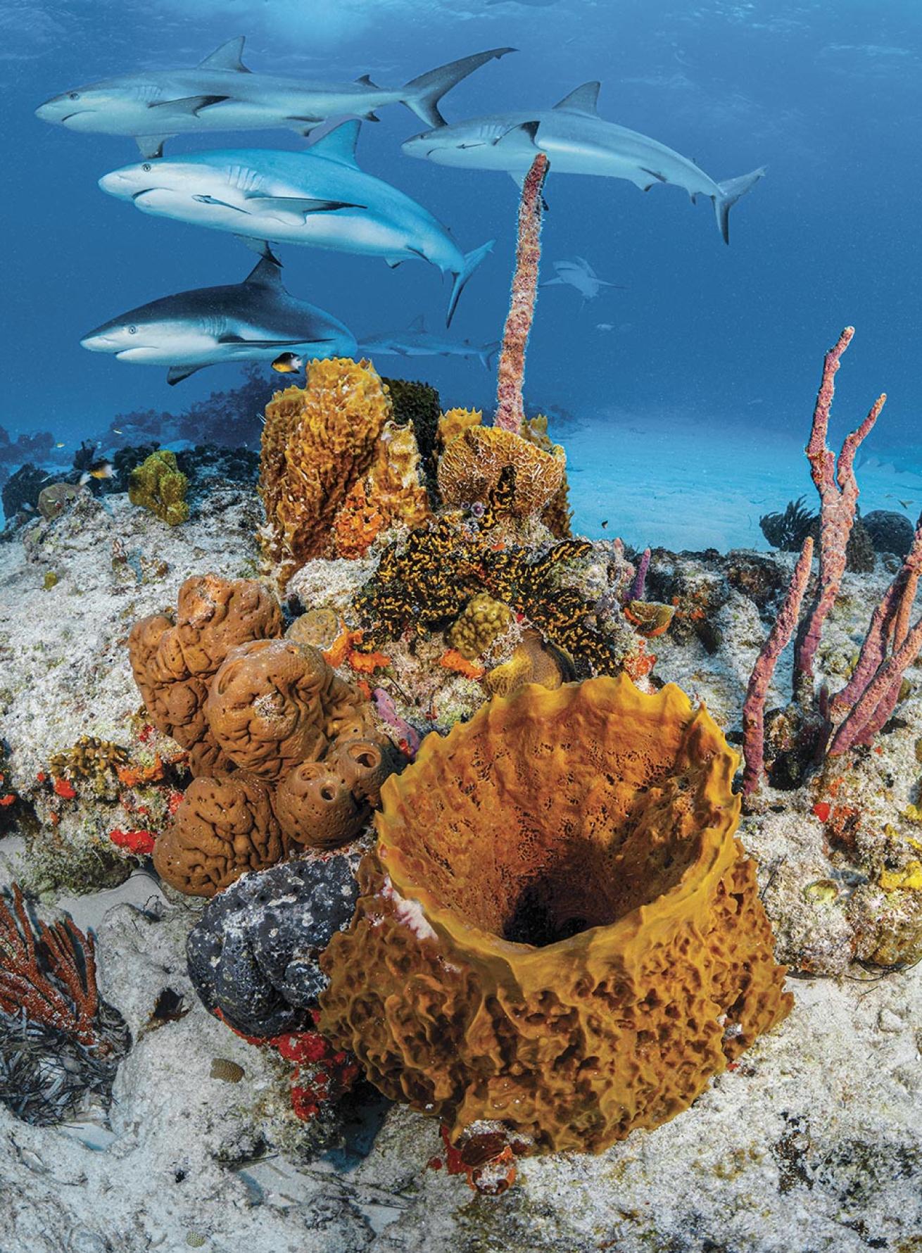 Caribbean reef sharks cruise above a patch of sponges on a Bahamas reef.