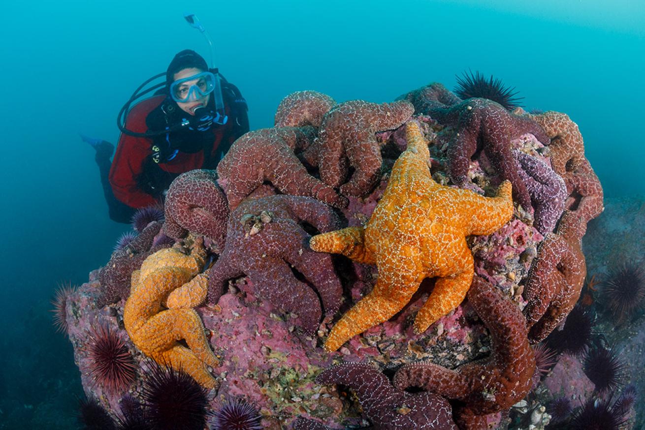 *Pisaster ochraceus* sea stars at Redfish Rocks Marine Reserve.