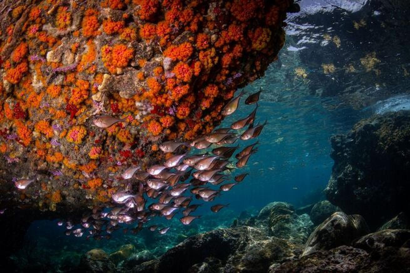 Anse Chastanet Reef