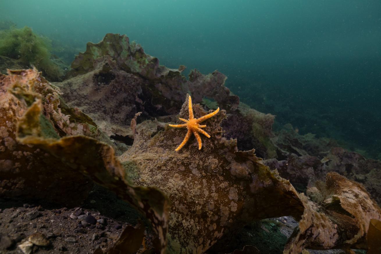 A juvenile pycno climbs on sugar kelp near a shipwreck in Resurrection Bay, Alaska.