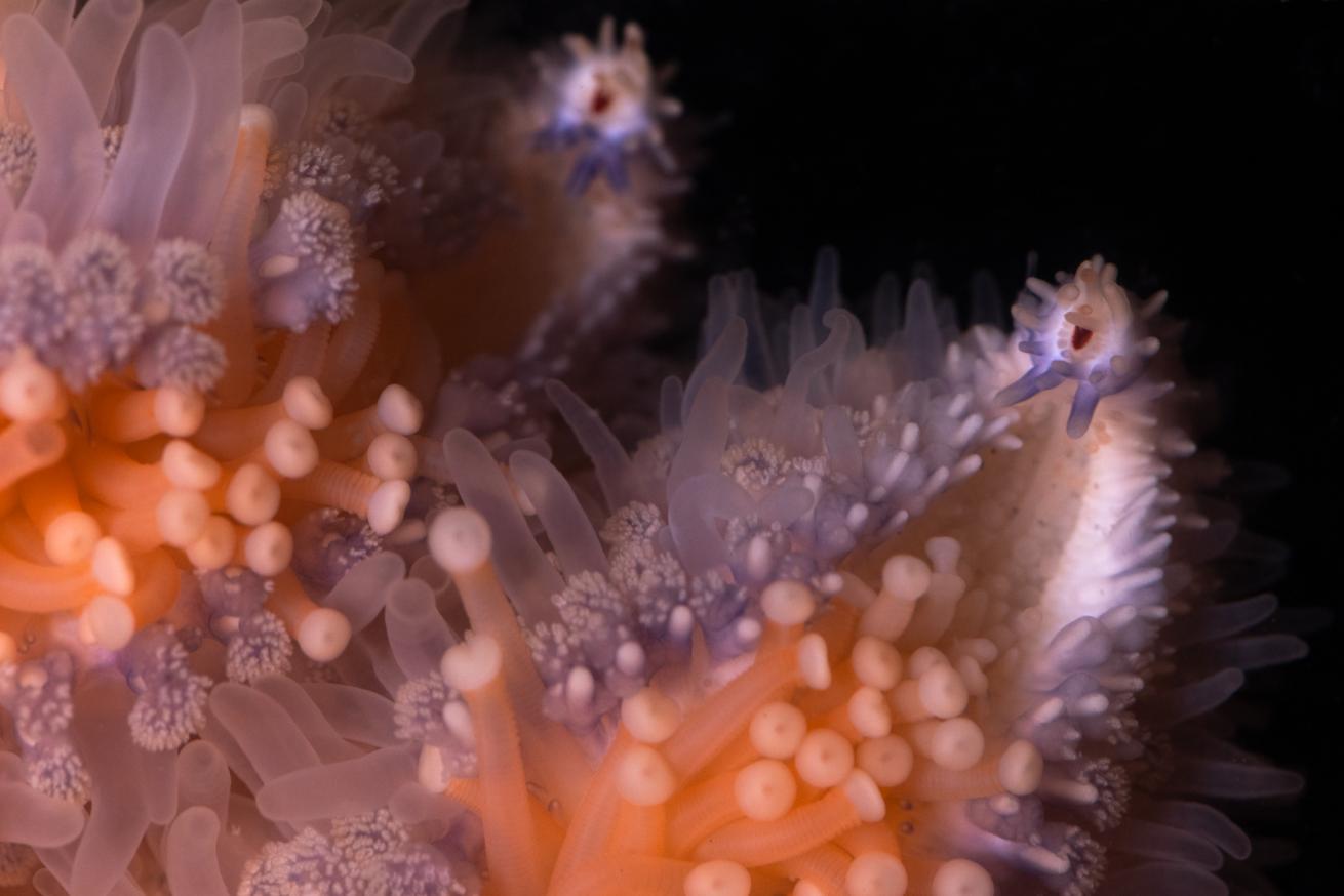A pycno arm, covered in clawlike pedicellariae, papillae, and tube feet. The red eyespots help the stars respond to light, currents, and touch.