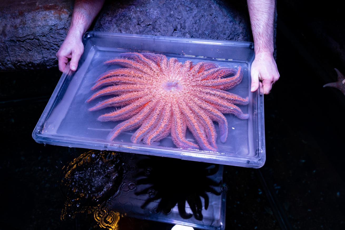 Ben Morrow transports a star after she spawned at the Henry Doorly Zoo.