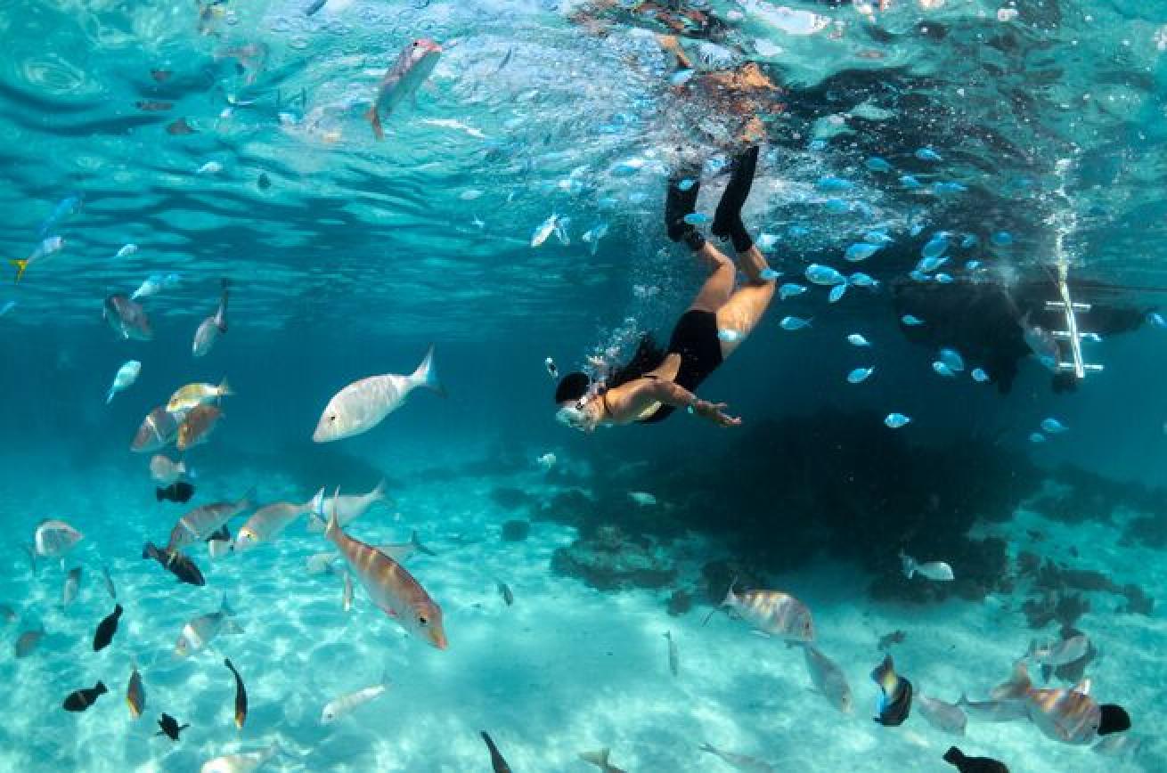 Ditch the snorkel 🤿 #beach #fyp #diving #scuba, Scuba Diving
