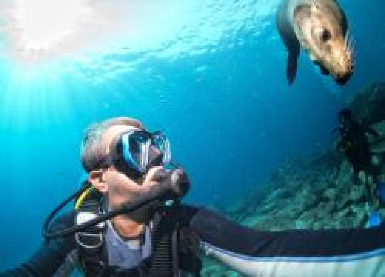 Diver and Sea Lion Underwater Photo California