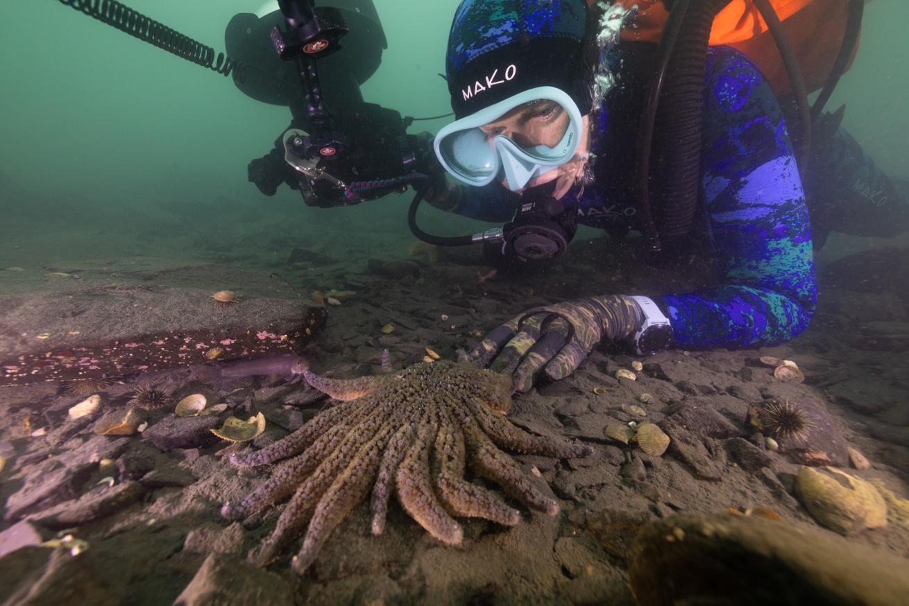 A Pycnopodia helianthoides curiously inspects the author’s gloved fingers.