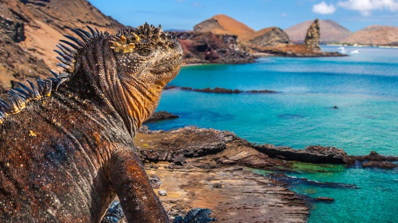  Marine Iguana on the Pacific Ocean beach. The beach of the Galapagos Islands. Pacific Ocean.