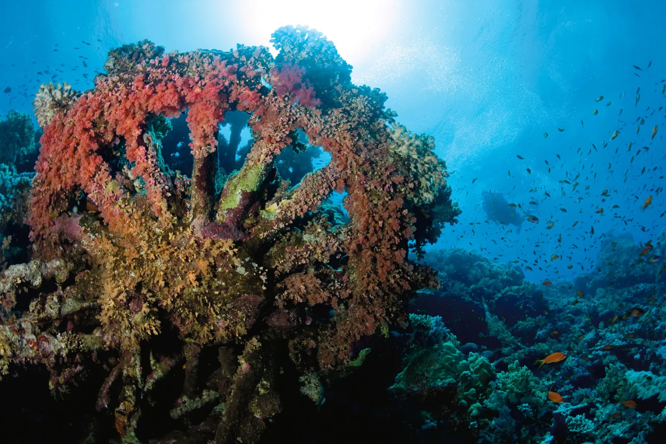 Numidia Wreck