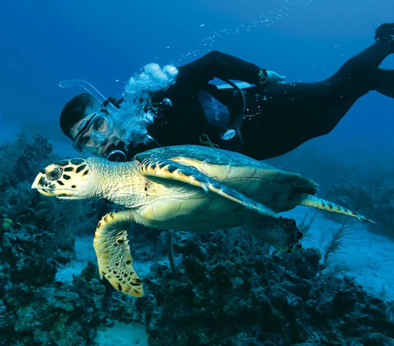 sea turtle