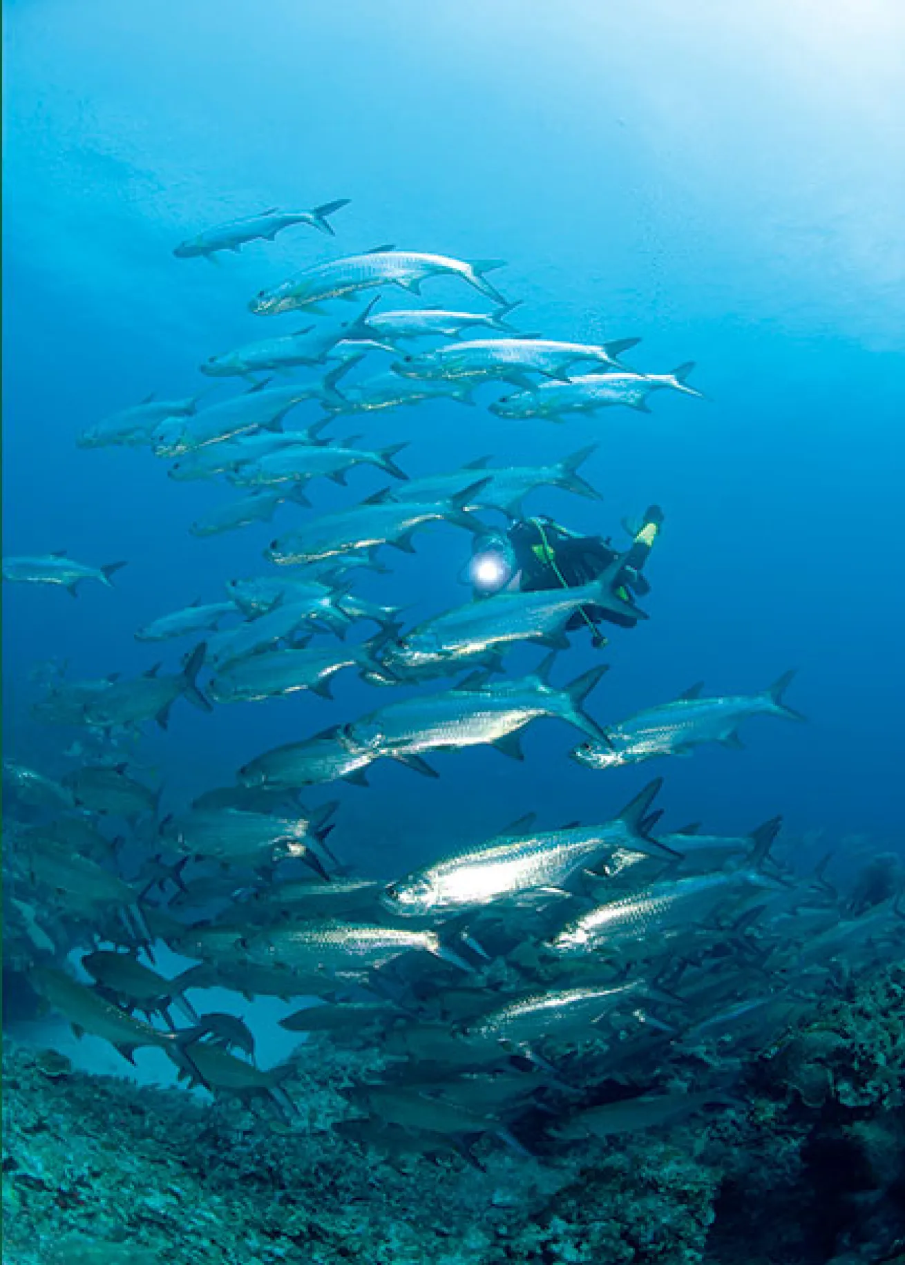 tarpon, East End, Grand Cayman
