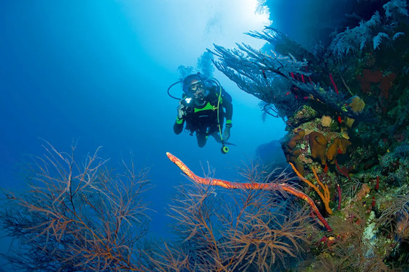 Little Cayman wall