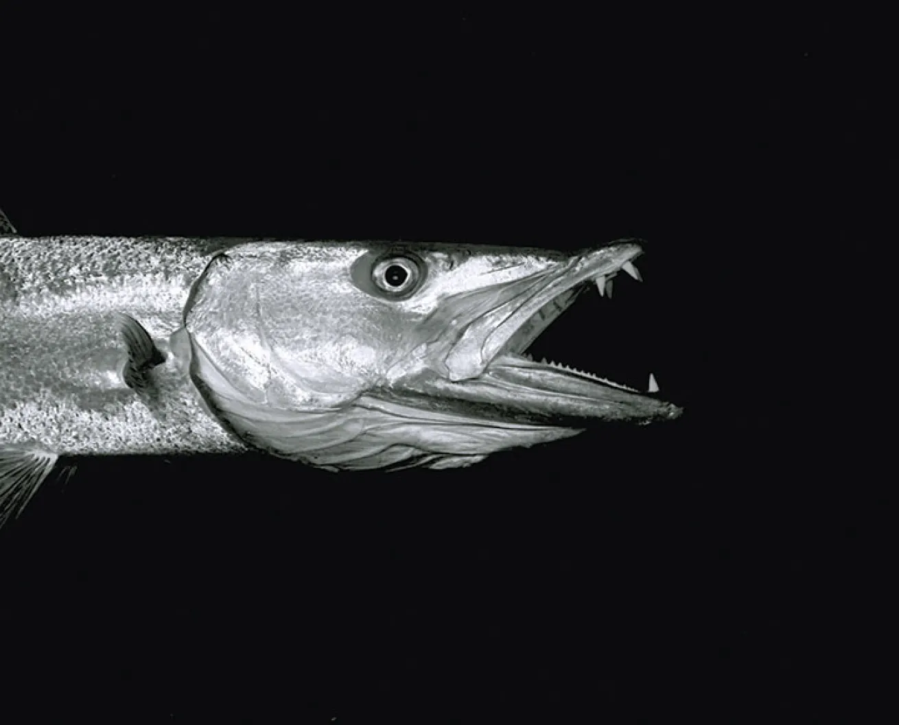 barracuda, Florida Keys